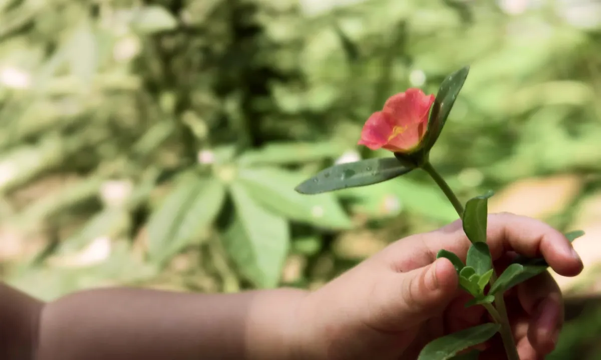 Close-up of a small child's hand holding a single red flower on a green stem against a blurred garden background
