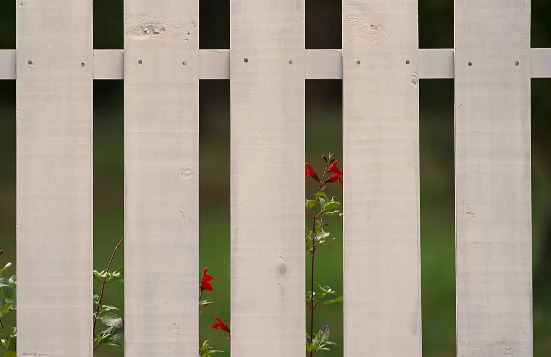 Close-up of a white wooden picket fence with red flowers growing between the boards and green grass behind