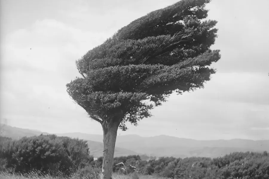 Black and white photo of a single wind-bent tree on a grassy hill above a harbor